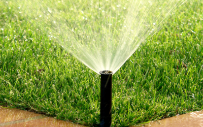 How Do I Keep My Garden Healthy All Summer?