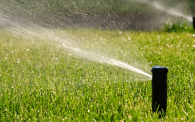 How Often Should I Water My Lawn and Garden in Summer?