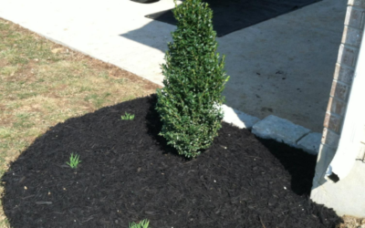 Should I Mulch In August?