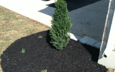Should I Mulch In August?